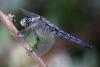 Orthetrum cancellatum
